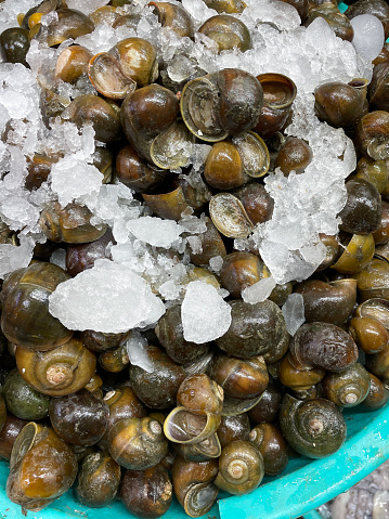 Stock photo showing close-up, elevated view of green plastic bucket of freshly caught pile of common periwinkle (Littorina littorea) on crushed ice, which is keeping them chilled and fresh before being sold at the fish market fishmongers.