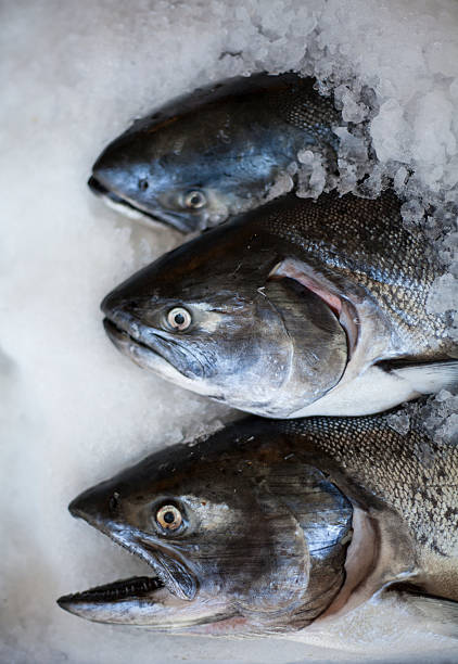 istock Fresh King Salmon on ice at a fish market. 147721282