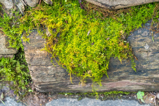 Moss is used for gardens and bonsai as a aesthetic sense