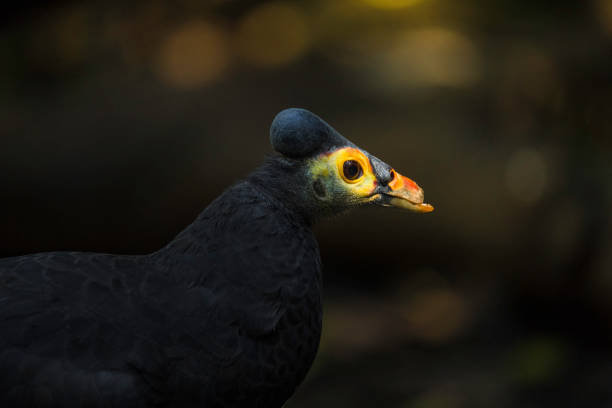 This macro image shows a head of a maleo (Macrocephalon maleo) bird in dramatic lighting.