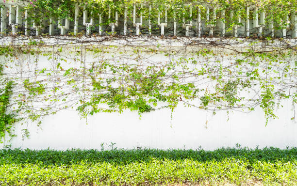 istock ivy leaves isolated on white 1477212992