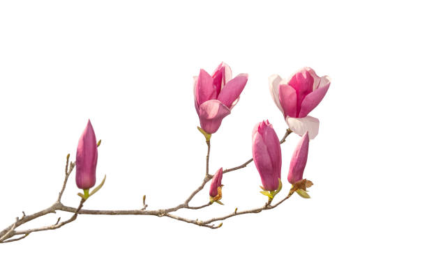 istock magnolia flowers isolated on white 1477214990