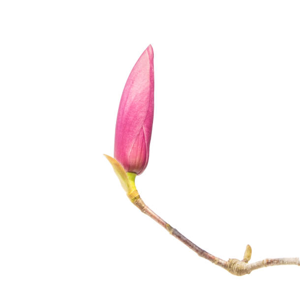 istock magnolia flowers isolated on white 1477215106