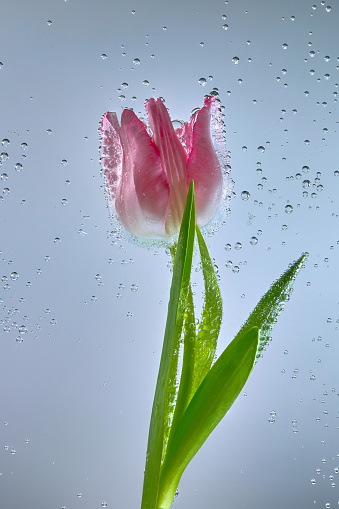 Tulip flower with bubbles in the water on the light blue background.
