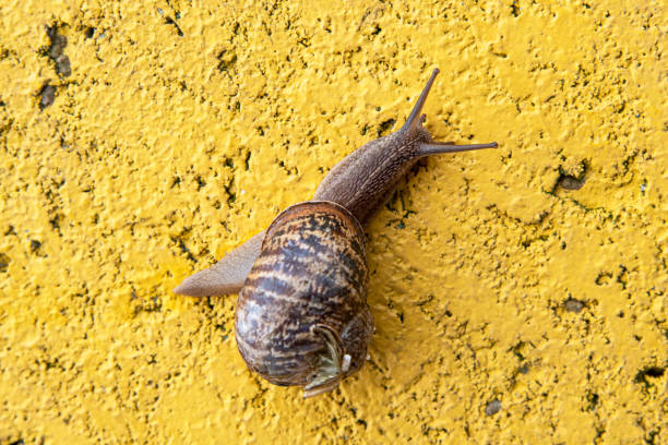 Close-up of a snail on a yellow background