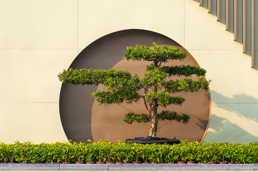 arch door and Japanese podocarpus in garden