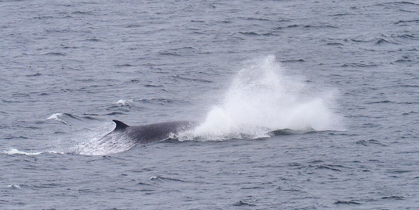 A single Sei Whale (Balaenoptera borealis) surface in waters of the southern Chilean Fjords, as they migrate north to warmer waters in the southern autumn.