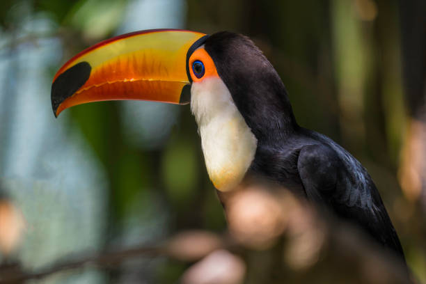 istock close up toucan looks to side 1477217686