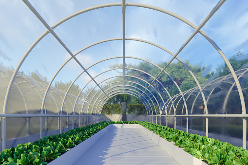 Greenhouse Agriculture With Leaf Plants And Vegetables