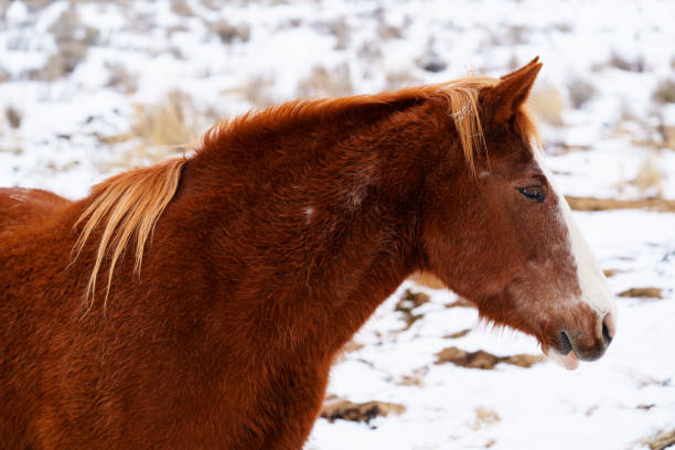 istock Horse Portrait Detail 1477220226