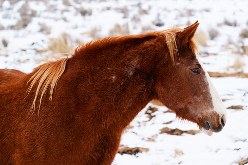 Portrait of a Dapple Gray horse close-up on a winter day