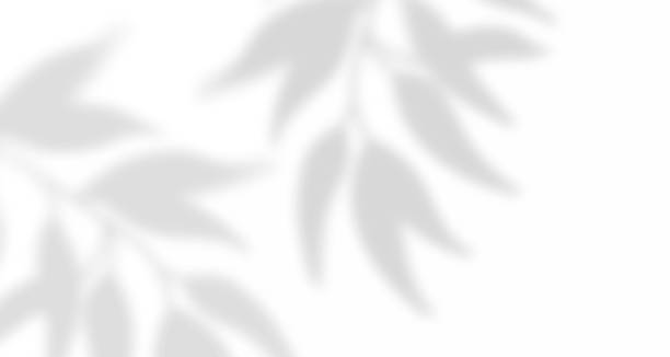 istock Realistic blurred natural light leaves, palm and window shadow overlay on wall paper or frames texture, abstract background, summer, spring, autumn for product presentation podium and mockup seasonal. 1477220779