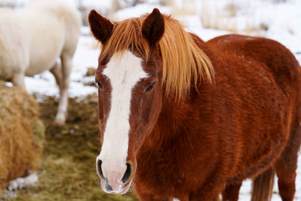 istock Horse Portrait Detail 1477220887