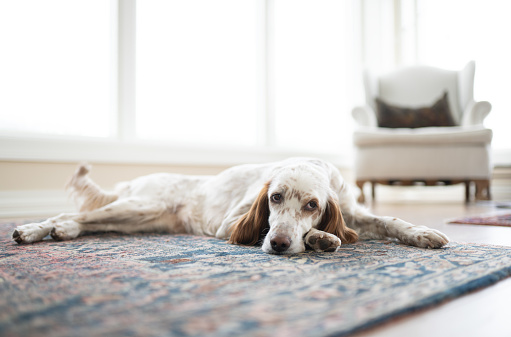 English Setter relaxing on a Persian carpet in an elegant home.