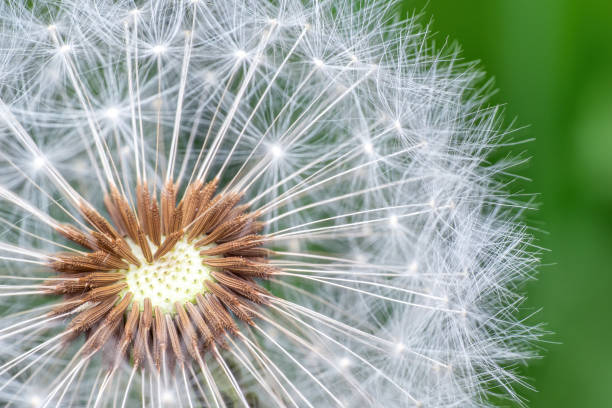 istock Dandelion seeds on green background 1477222347
