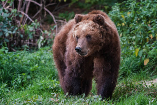 istock Kamchatka brown bear, Ursus arctos beringianus 1477222366