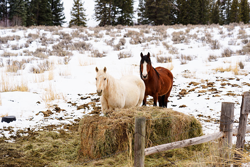 Horses Eating Hay - Two horse in rural meadow eating hay from a hay bale.