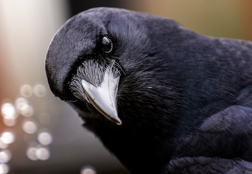 A big black bird lands on the bird bath