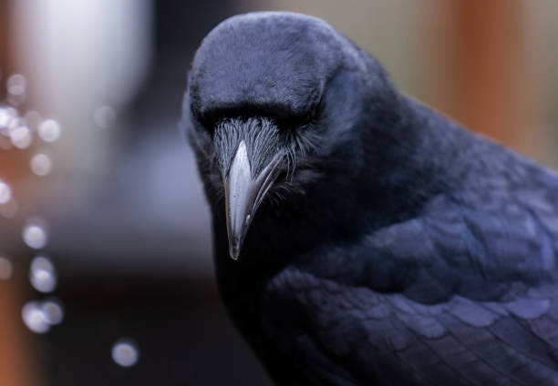 istock A big black bird lands on the bird bath 1477222932