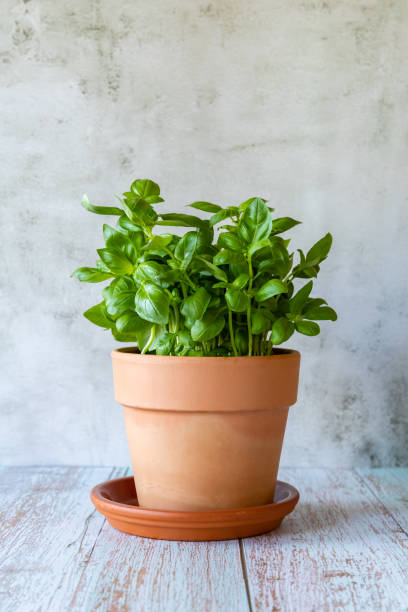 istock Basil in a clay pot on the wooden table 1477222990