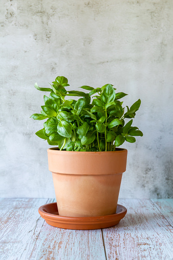 Basil in a clay pot on the wooden table, vertical, close up