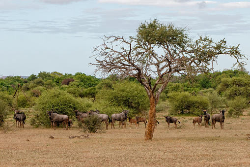 Wildebeest herd grazing in Mashatu game reserve in the Tuli Block in Botswana