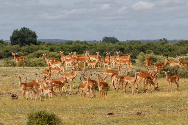 стадо импала в заповеднике машату - mashatu game reserve стоковые фото и изображения