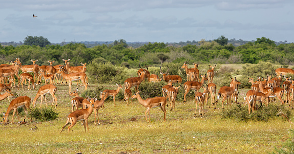 Impala herd walking on the plains in the green season in Mashatu Game Reserve in the Tuli Block in Botswana