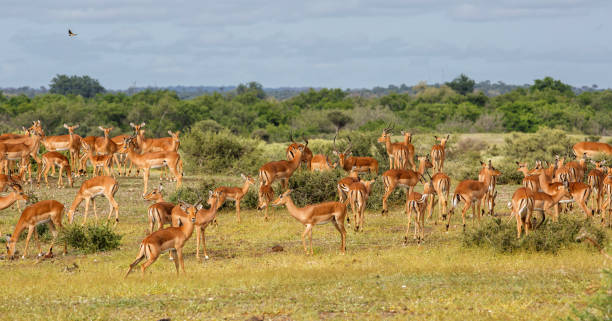 стадо импала в заповеднике машату - mashatu game reserve стоковые фото и изображения