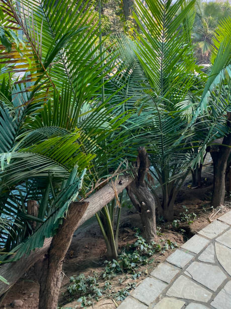 istock Image showing palm trees on display in greenhouse garden, large sharp green leaves and branches indoors, cultivated decorative foliage for public to view in botanical garden area, cobblestone path 1477223357