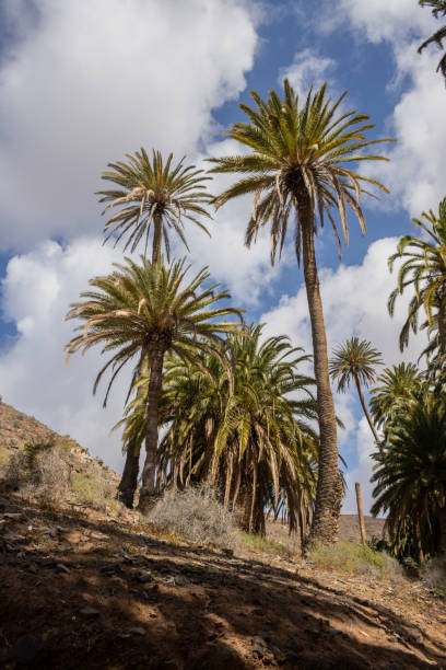 istock Valley with a palm tree oasis, Fuerteventura 1477224264