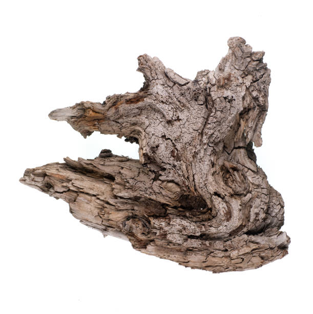 stary kawałek drewna do akwarium izolowany na białym tle - driftwood twisted wood vertical zdjęcia i obrazy z banku zdjęć