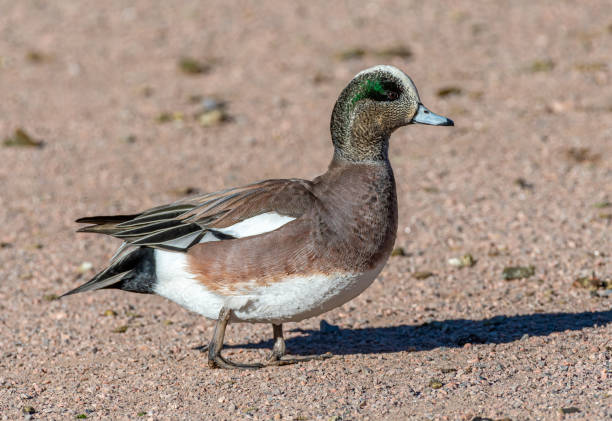 istock Drake American Wigeon 1477225198