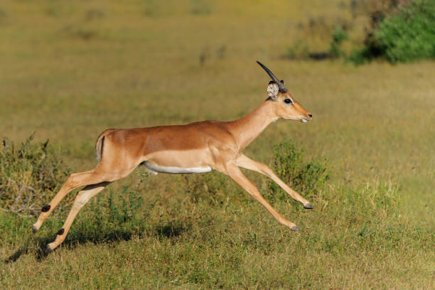 istock Impala running in Mashatu Game Reserve 1477225322