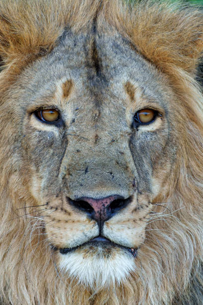 istock Lion male in Mashatu Game Reserve 1477225587