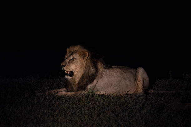 istock Lion male in Mashatu Game Reserve 1477225689