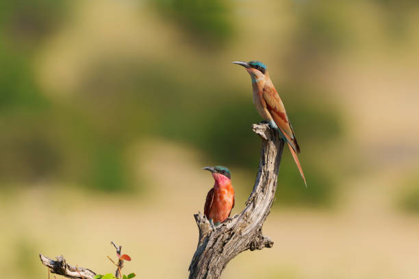 южный кармин пчелоед в заповеднике машату - mashatu game reserve стоковые фото и изображения