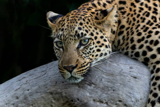 istock Leopard female in the Okavango Delta 1477225928