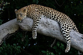 Leopard female in the Okavango Delta