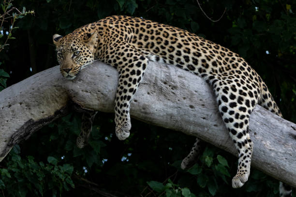 Leopard female in the Okavango Delta stock photo