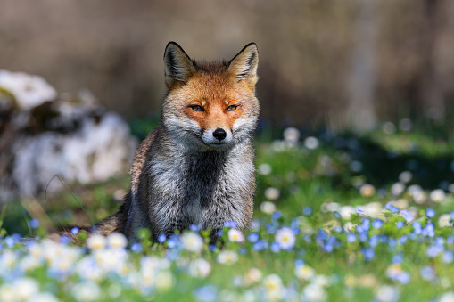 A fox among the spring flowers