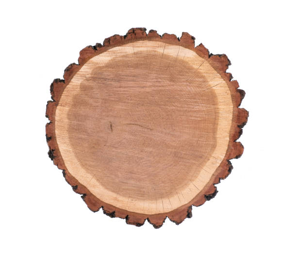 istock cut tree with annual rings isolated on white background 1477227213