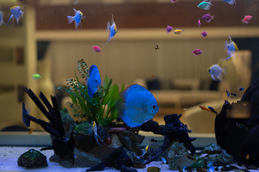 Fish tank aquarium at domestic kitchen