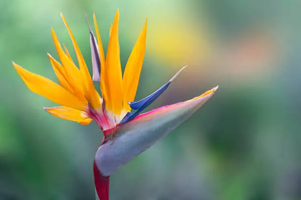 Blooming flower plant - Strelitzia reginae or bird of paradise Beautiful orange flower in Madeira island, Portugal.