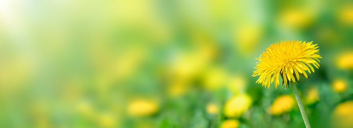 Yellow dandelion flower on green field background. Sunny light rays. Banner, copy space. Springtime and sunny summer mood.
