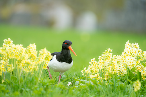 Eurasian oystercatcher in Lofoten while walking across a green grassy pad during a sunny day