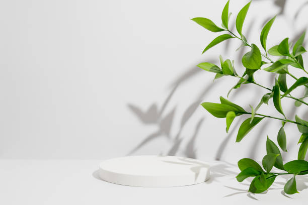 istock Empty white round podium, natural branches and green leaves with shadows on grey background. Pedestal for product presentation. Mockup for eco beauty cosmetic advertising. Copy space, front view 1477233454