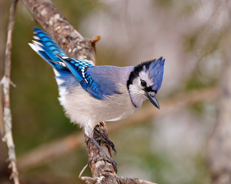 Blue Jay close-up side view perched on a tree branch with a forest blur background in its environment and habitat surrounding displaying blue feather plumage. Jay Picture.