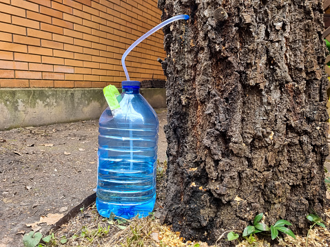 collect birch sap juice, birch tapping from hole in tree into container through  straw