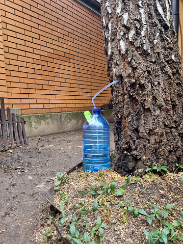 collect birch sap juice, birch tapping from hole in tree into container through  straw